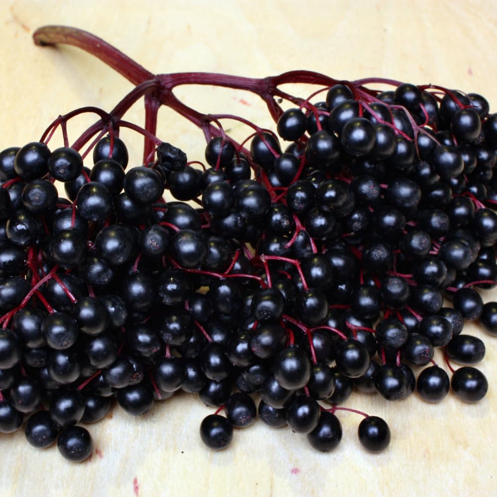 Black Elderberry Plant, Elderberry Bushes Live Plant, 2 to 3 Feet Tall, Edible Berry Bush for Perennial Garden, 1 Gallon Pot
