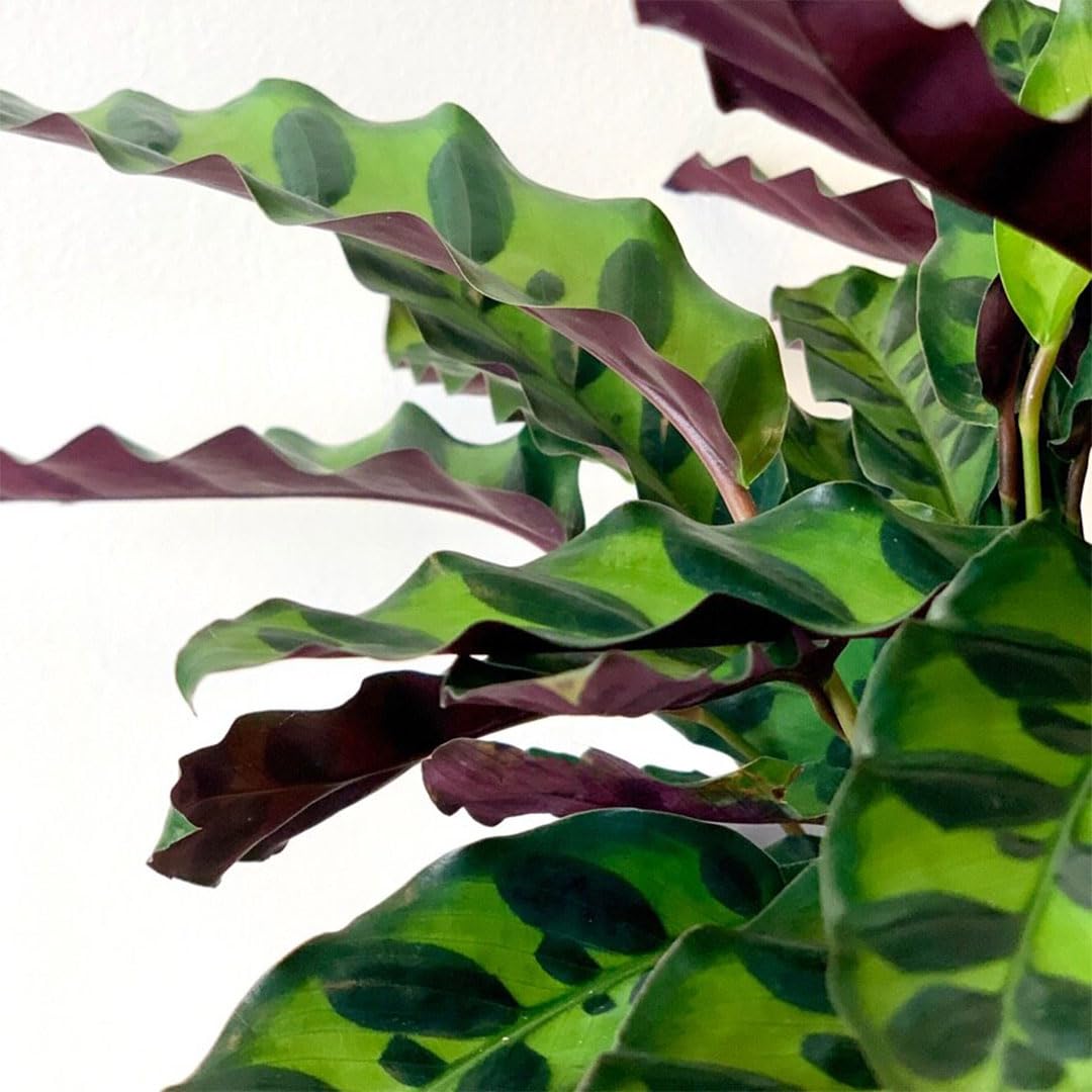 American Plant Exchange Live Calathea Rattlesnake – 4-Inch Pot – Pet-Friendly Tropical Houseplant with Wavy Green Leaves and Purple Undersides, Easy Care Plant for Low Light Homes & Offices