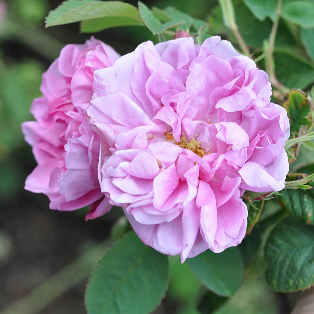 Heirloom Roses Pink Rose Bush - Quatre Saisons Live Plant for Outdoor Planting