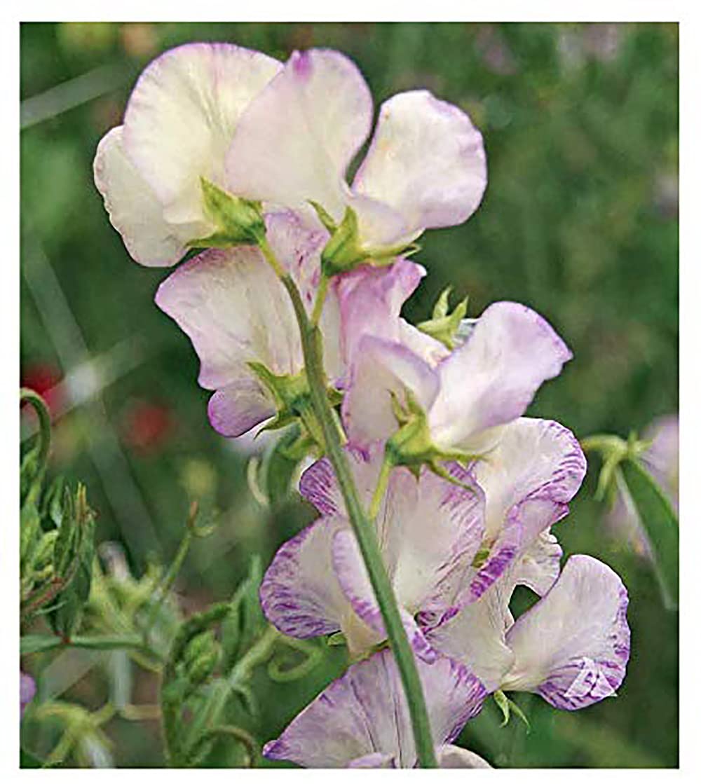High Scent Sweet Pea Seeds - Approximately 50 Seeds - Most Fragrant Sweet Peas