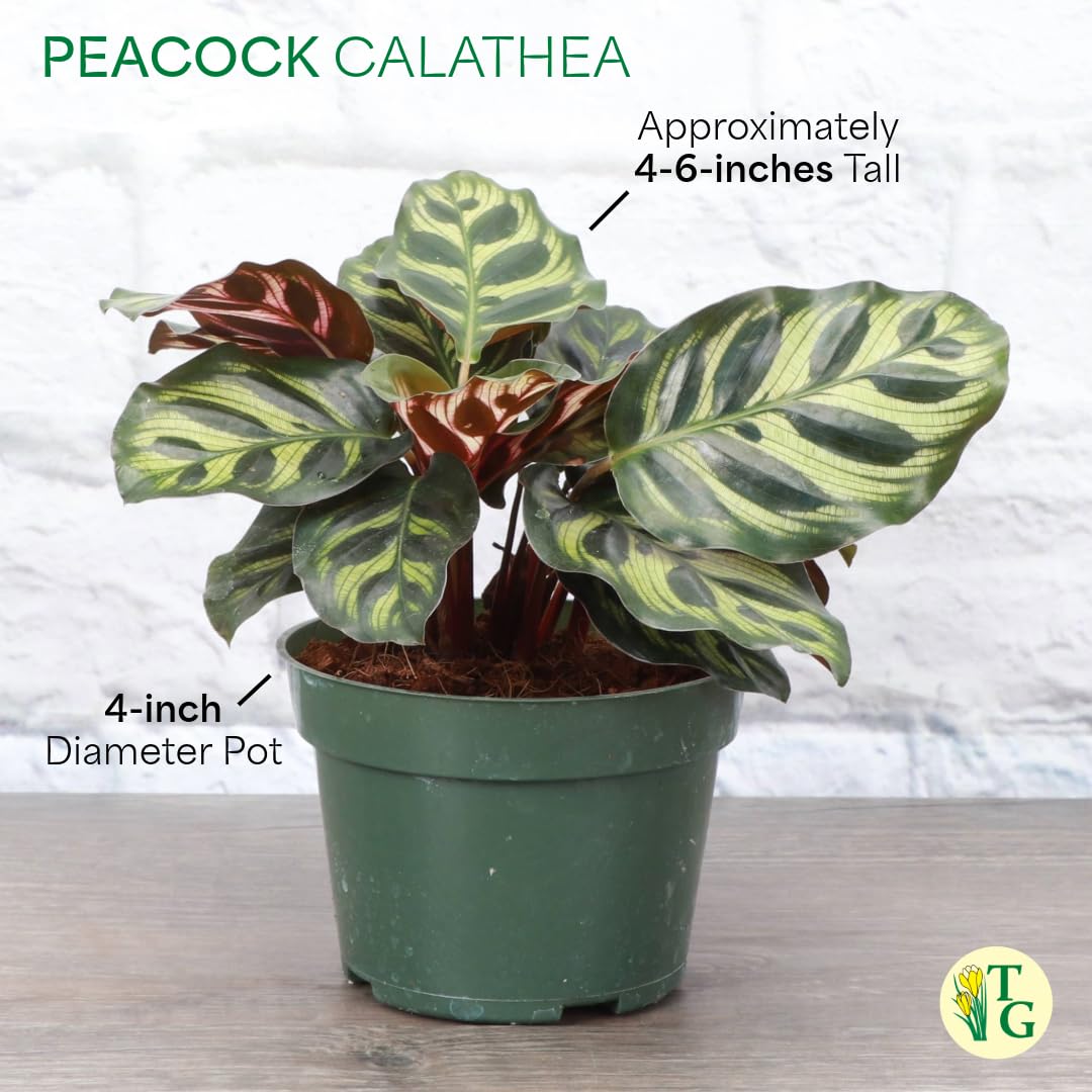 Thorsen's Greenhouse Peacock Calathea, Live Indoor Plant, Safe for Pets, Colorful Foliage, Rare Variety, Peacock Plant, 4" Diameter (Lavender)