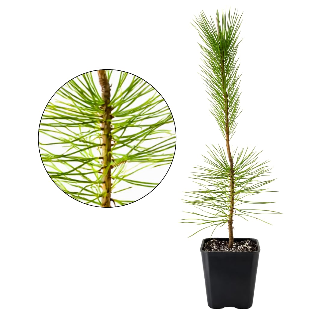My Shelfie - Japanese Black Pine Bonsai Tree, Tall Bonsai Tree Live, Live Plants for Outdoor or Indoor Garden, 2-Inch Pot
