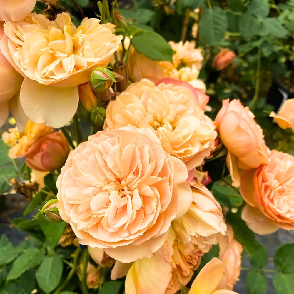 Rose Plant Live in Pot for Planting, Fragrant Roses Flowers, Summer Blooming Ornamental Garden Shrub (Apricot Rose)