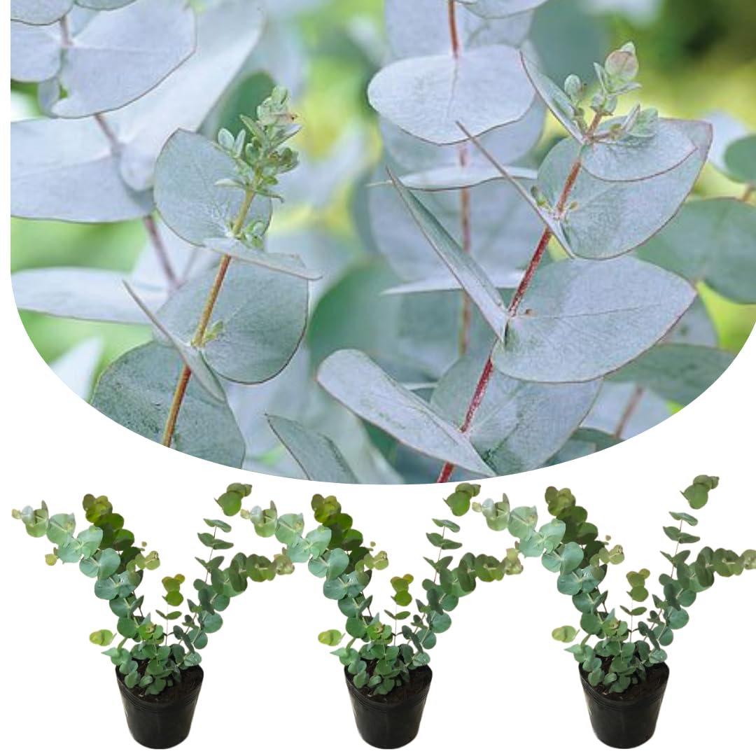 Live Eucalyptus Eucalyptus Plant Tree, Indoor Outdoor Fragrant Baby Blue Eucalyptus 5-9 Inc Tall, No Pot