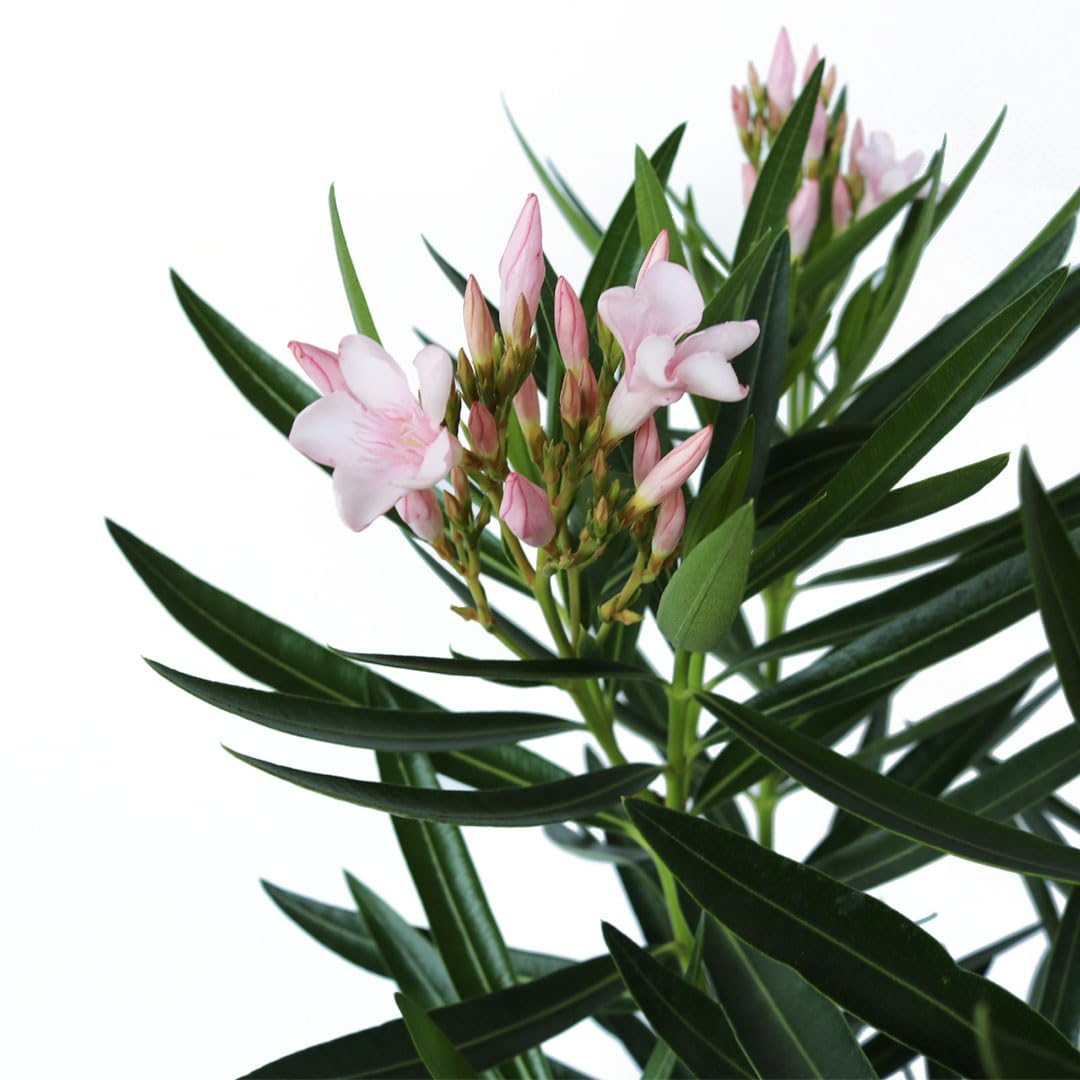 American Plant Exchange Oleander 'Petite Pink' – 10-Inch Pot – Live Flowering Shrub with Soft Pink Blooms, Drought-Tolerant Outdoor Plant for Patios, Gardens, Borders & Landscape Hedges