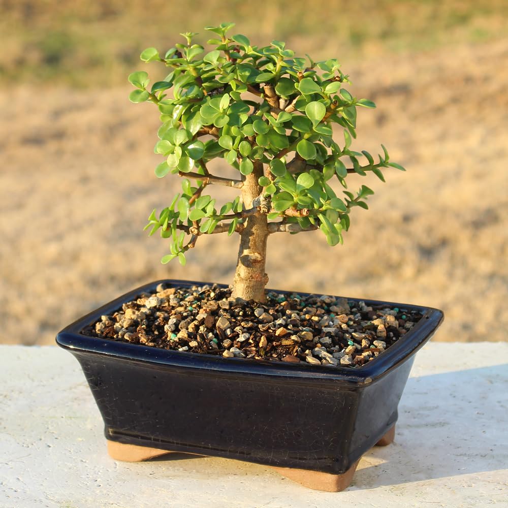 Brussel's Bonsai - Live Dwarf Jade Bonsai Tree in a Grower Bonsai Pot, Indoor Succulent Houseplant, 4 Years Old, 8-12 Inches Tall, Easy Care Plant for Home or Office (Medium, Green)