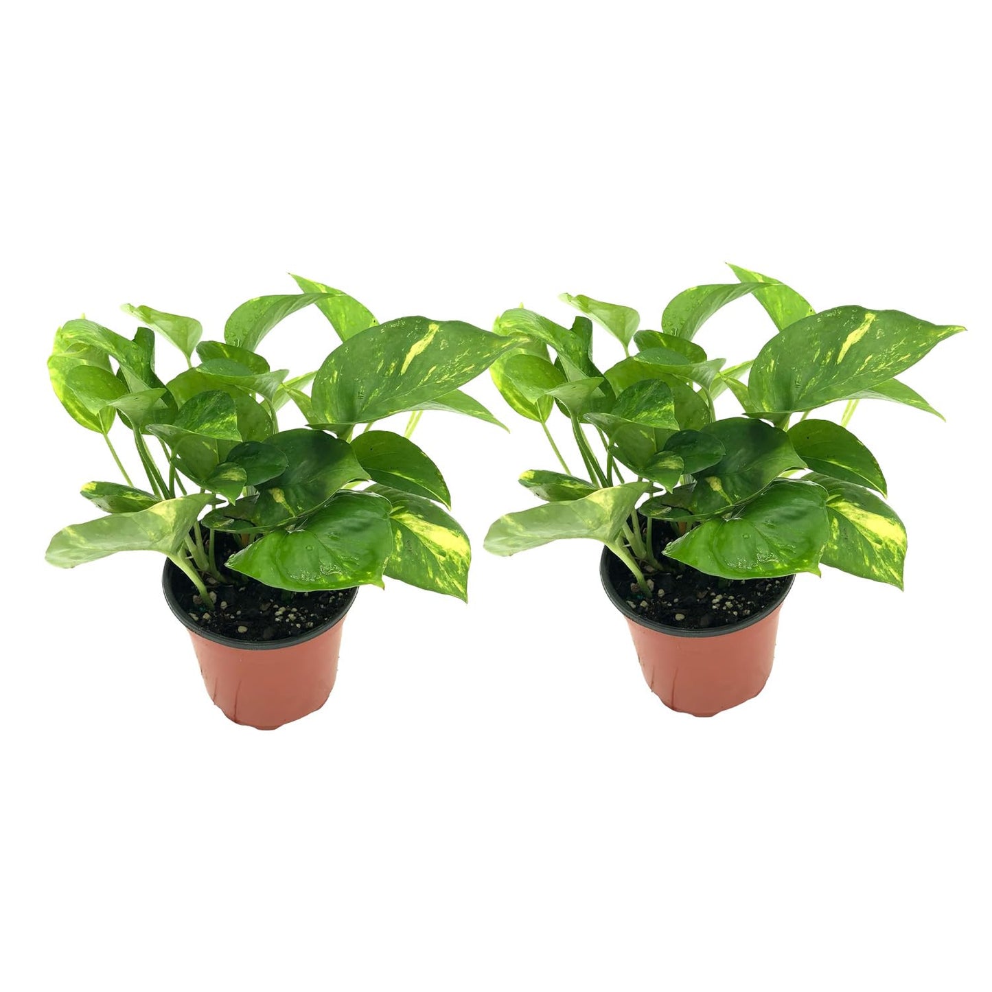 Live Pothos Plant - Epipremnum aureus Golden Pothos Plant - ragnaroc Tropical Plant 5-8” Tall - 2ct Live Arrival Guaranteed - Low Maintenance House Plants for Home Decor & Gift
