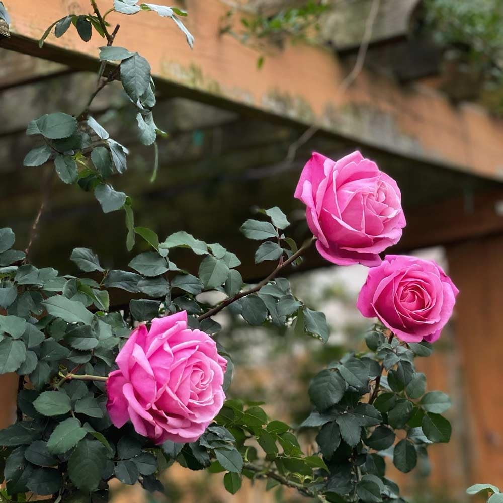 Heirloom Roses Live Fragrant Rose Plant - Sister Emmanuelle™ Pink Hybrid Tea Rose Bush for Planting Outdoors