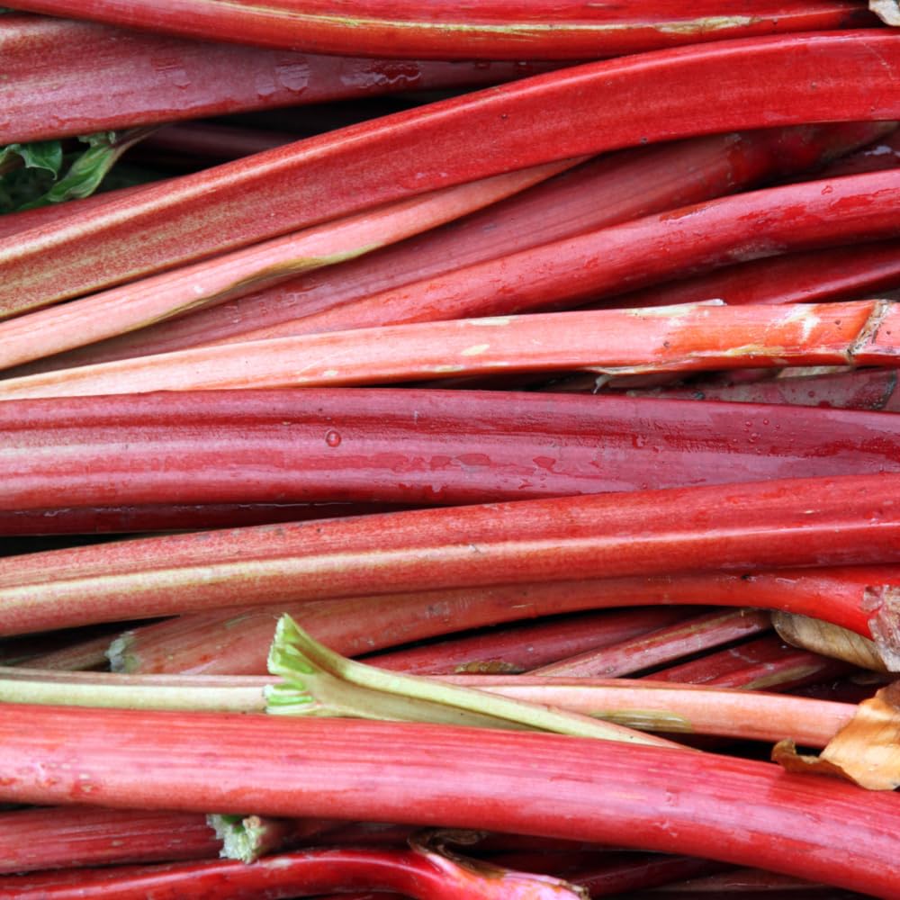 Rhubarb Plants Root for Planting, Hardy & Sweet Red Cherry Rhubarb, Large Crown 6–7 Inch, Easy to Grow for Beginners, Fast-Growing Perennial for Home Gardens
