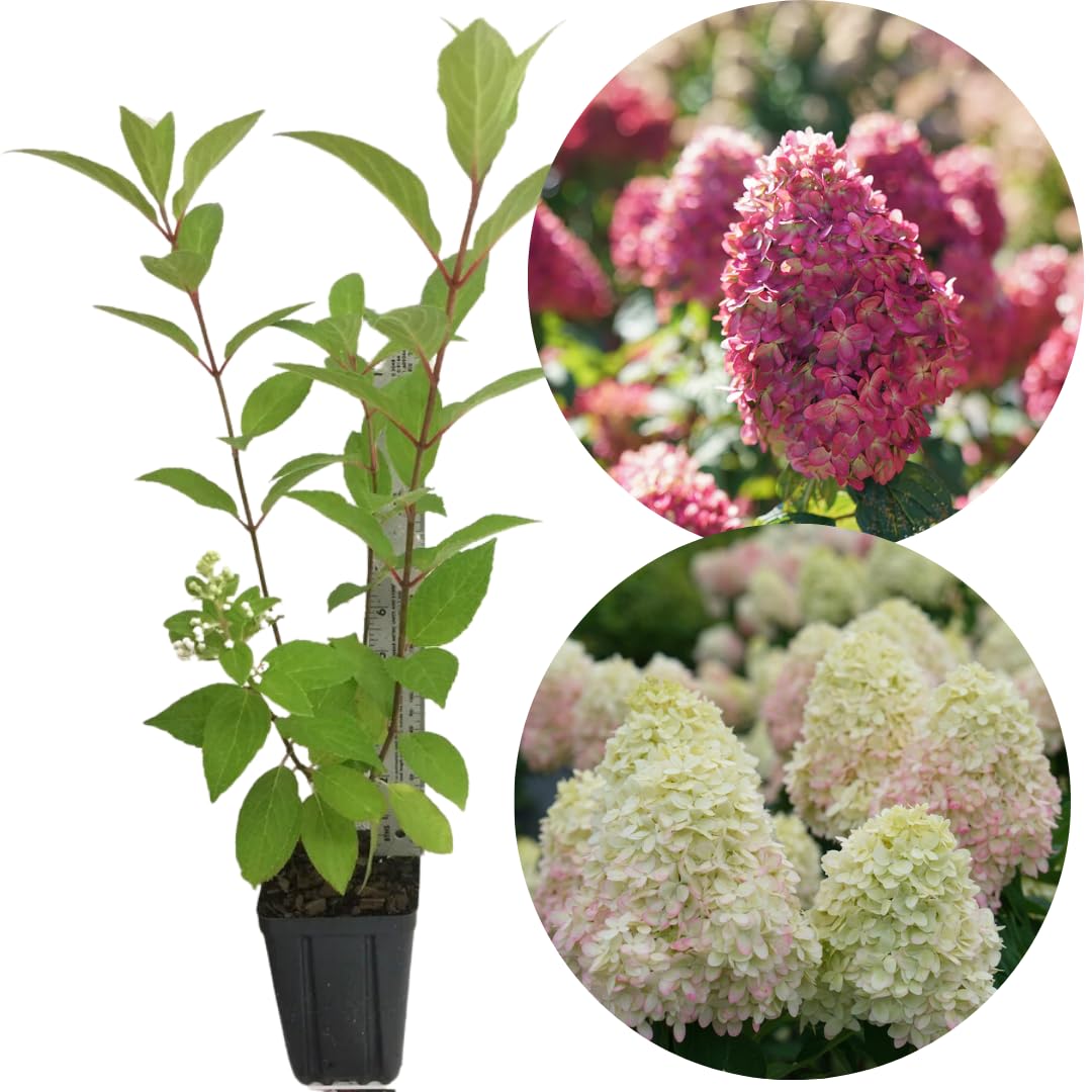 Hydrangea Live Plant Bush Shrub for Planting, 1 Year Old Hydrangea Tree Plant for Outdoor Planting, Change Color Flower Blooms (Pink to White)