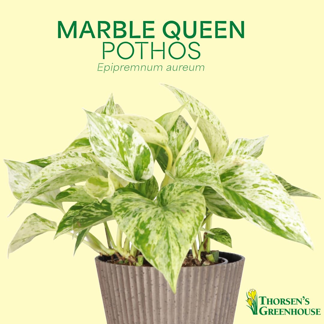 Thorsen's Greenhouse Marble Queen Pothos, Live Indoor Plant, Easy to Grow, Rare Variegated Houseplant, Natural Air Purifier, 4-inch Diameter Pot (Gold)