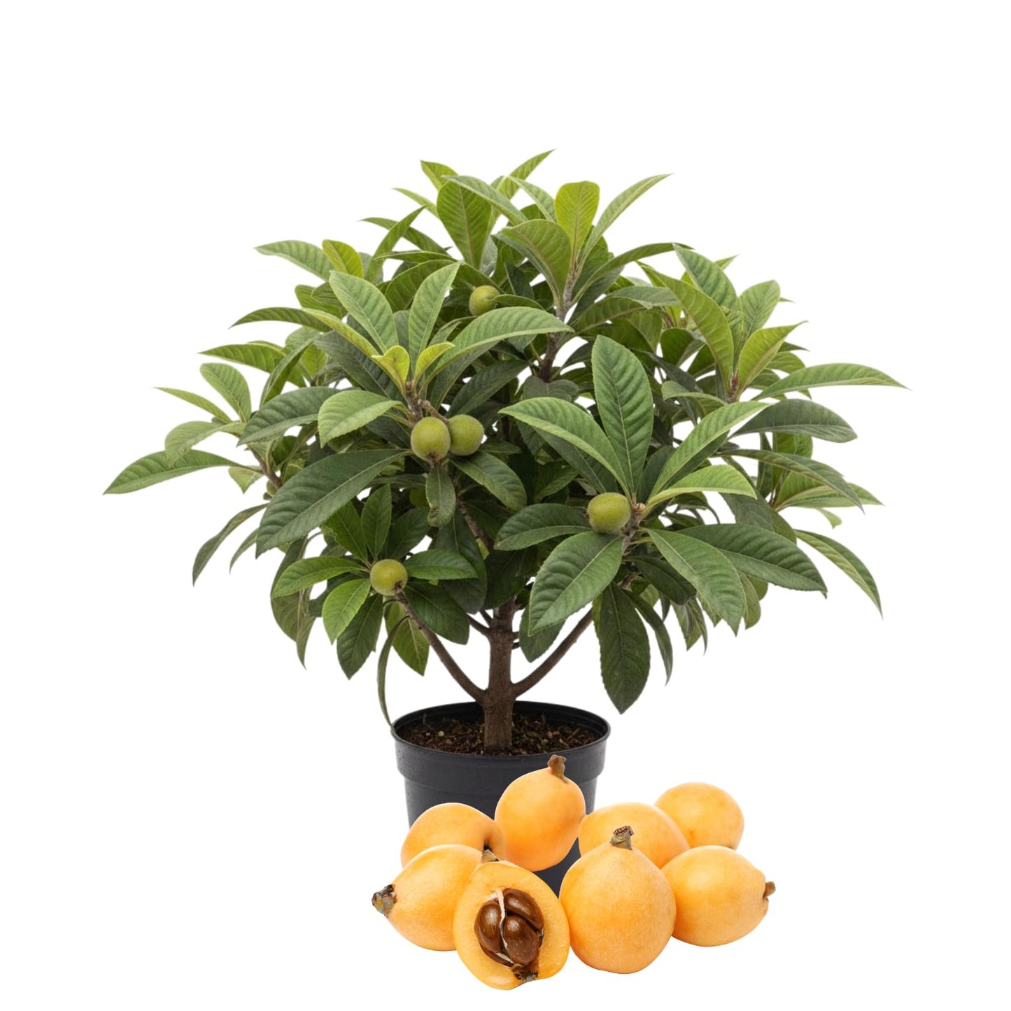 Loquat Tree Plant Live, 10-14'' Tall in Half Gal Pot, Perennial Fruit Plant for Garden or Containers Growing