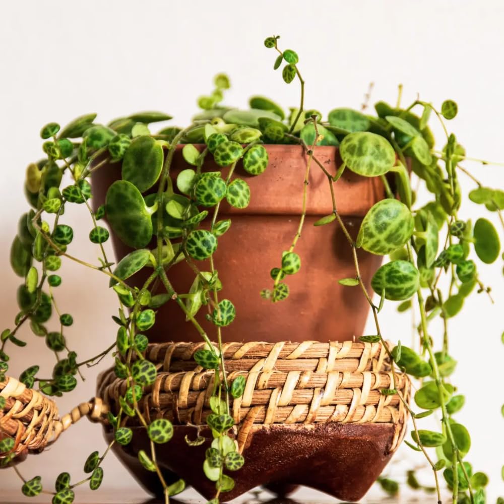String of Turtles Live Plant 2 Inch Pot, Peperomia Trailing Houseplant, Mini Indoor Plant for Terrariums, Shelves, or Small Planters