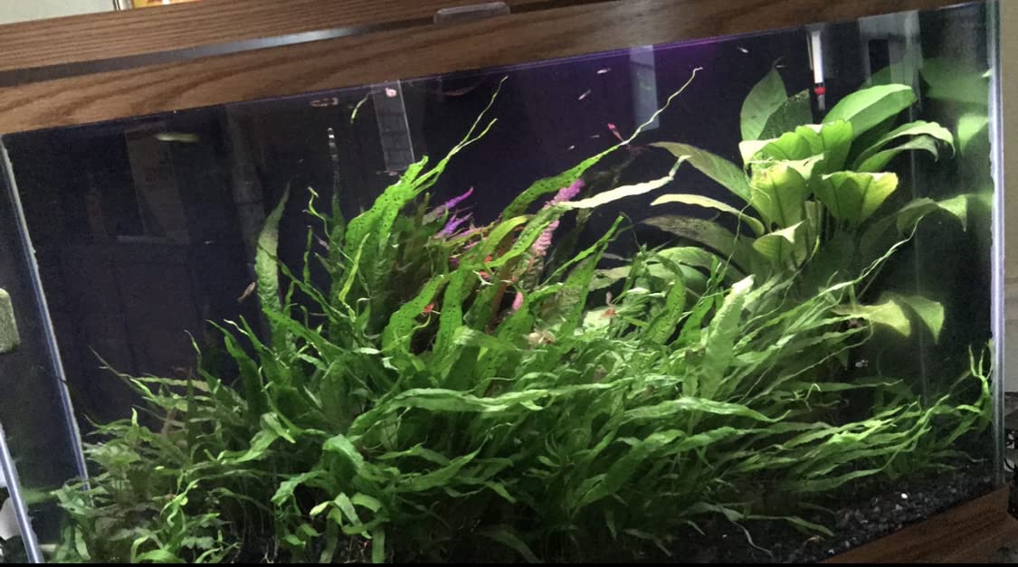 Marcus Fish Tanks - 3X Java Fern Microsorum Pteropus Easy Live Aquarium Plants Aquatic Fish Tank Plants