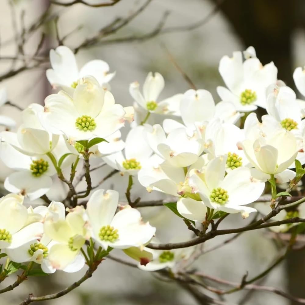 White Dogwood Tree Live Plant, Flowering Ornamental Tree for Growing, 8-14 Inch Tall, in Quart Pot