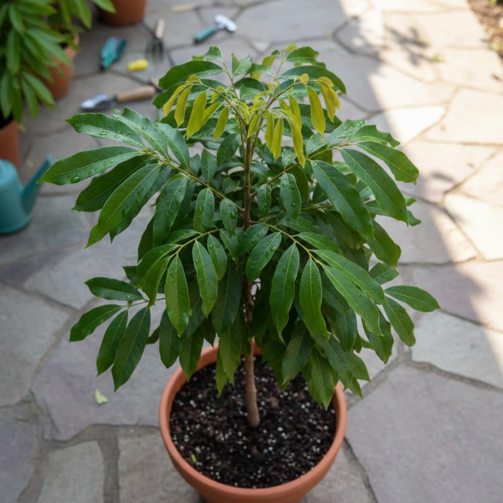 Longan Tree Live Plant, Longan Plant Live, Well Rooted in 4 Inches Pot, 6 to 8 Inches Tall, Sweet Fruit for Indoor Outdoor Growing