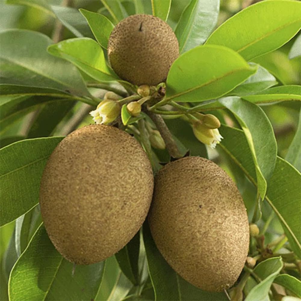 5Pcs Sapote Seeds for Planting, Tropical Sapodilla Seeds to Grow