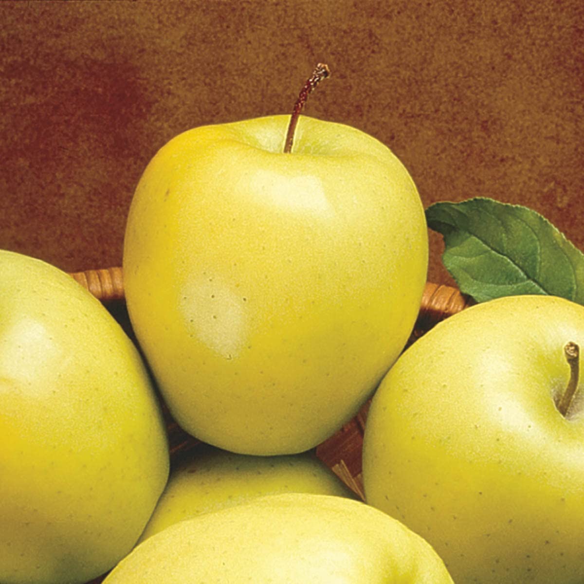 GURNEY'S - Golden Delicious Apple Dormant Starter Bare Root Standard Fruit Tree, 1-Pack