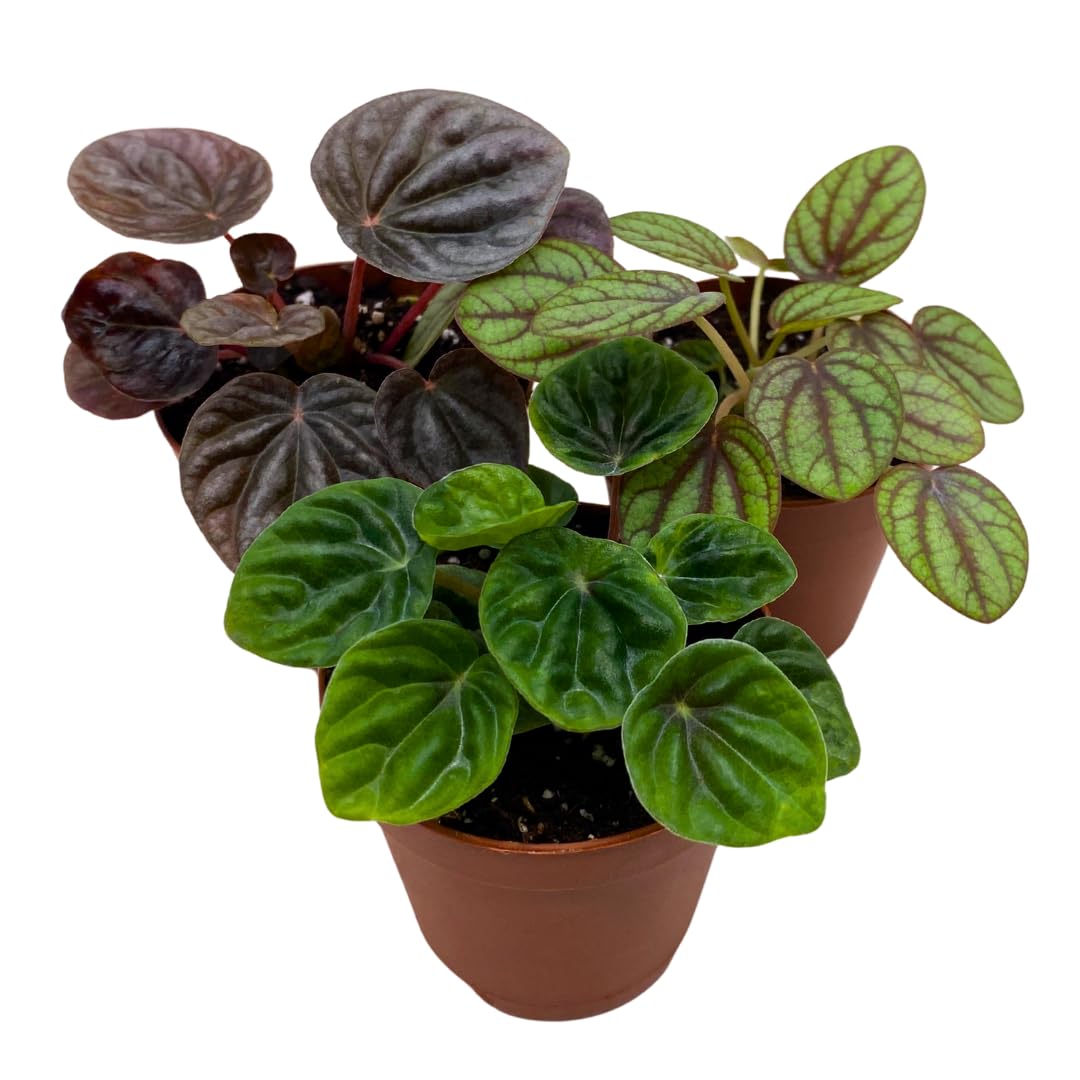 BubbleBlooms Peperomia Assortment Set of 3 in 2 inch pots
