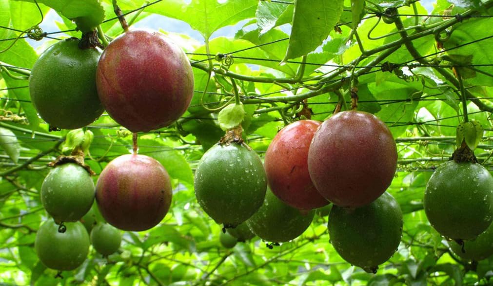 30PCS Passion Fruit Seeds Tropical Climbing Vine Outdoor Indoor Home Garden Plant Seeds Heirloom
