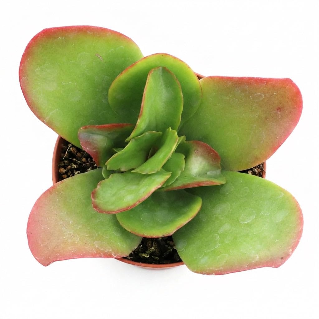 Kalanchoe ‘Vivien’ - Live Succulent Plant, 4 Inch Whtie Pot, Compact Green Leaves with Red Edges, Easy Care Indoor for Home Decor, Party Favor