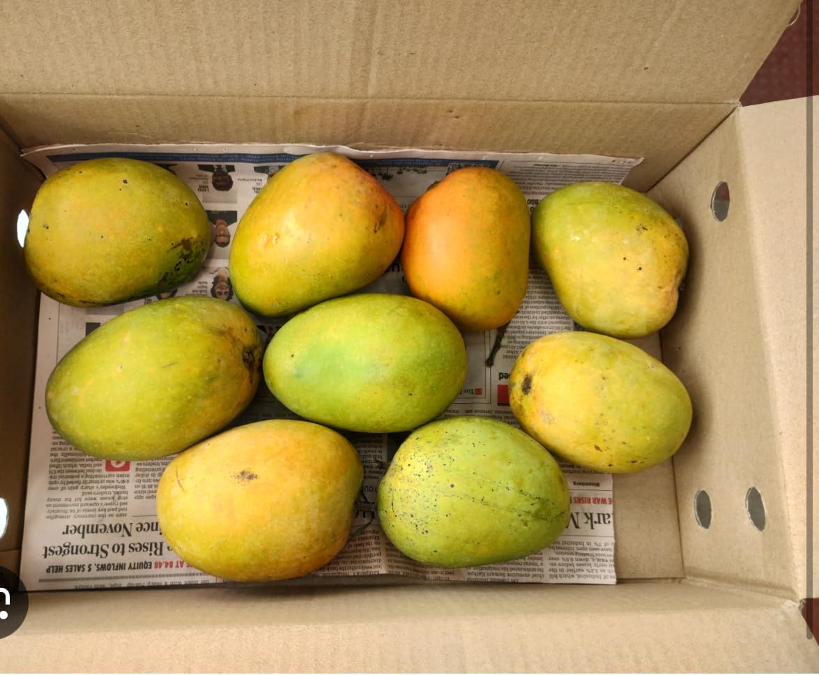 Mango Alphonso (mangifera Indica) Live Plant Fruit 10inch18invh