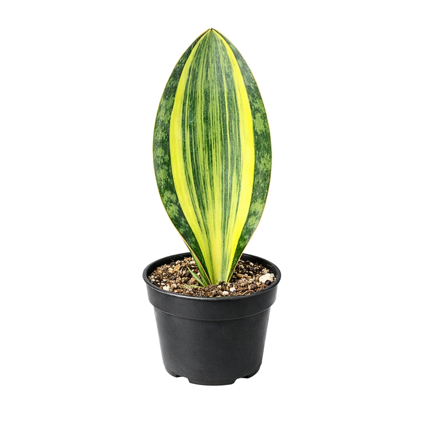Variegated Whale Fin Plant 8–10 Inch Live Plant – Rare Variegated Sansevieria Masoniana Indoor Succulent, Easy Care Air Purifying Snake Plant, Unique Home Decor Houseplant Gift