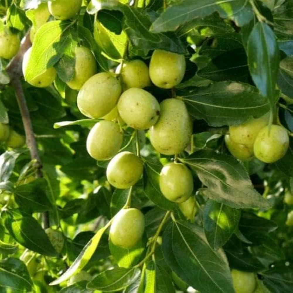 20 Pcs Indian Jujube Tree Seeds (Ziziphus Jujuba) for Planting – Fruit Seeds for Home Garden, Terrace Garden, Outdoor Pots, and Backyard Growing