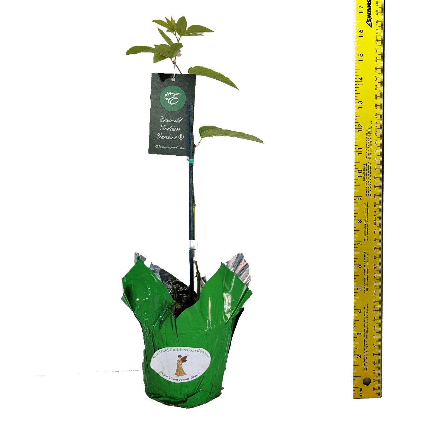 Lady Margaret - Passion Flower Vine - Passiflora coccinea Hybrid - Live Butterfly Plant - Burgundy Red Bloom - Emerald Goddess Gardens - Starter Sz 4 Inch Pot