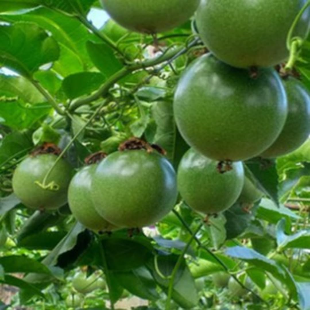 Passion Fruit Tree Live Plant, Passionfruit Vine Plant, 5 to 7 Inc in Height, Passionfruit Plant Live Planting (Yellow)