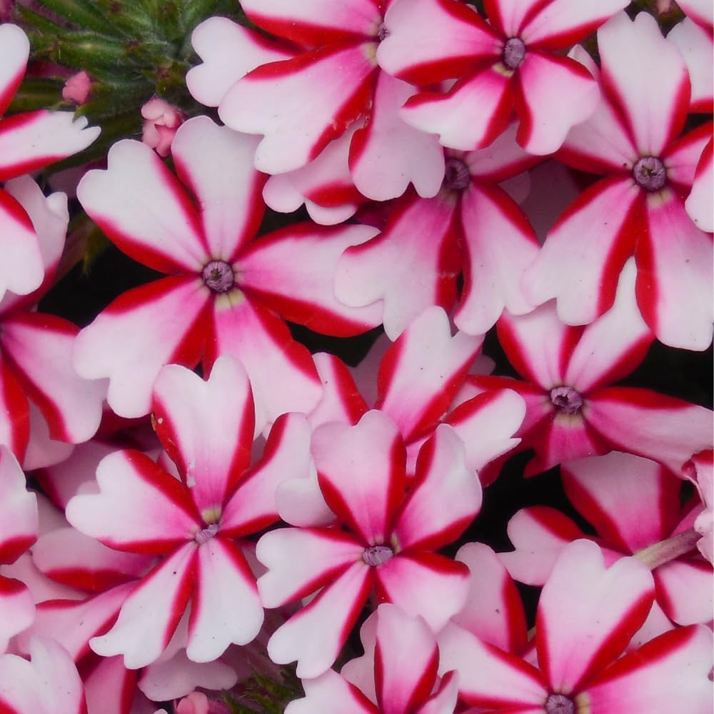 2 Verbena Live Plants, Trailing Verbena Plants for Planting Outdoor, Perennial Ground Cover Flowers 4-7 Inches (Bicolor)