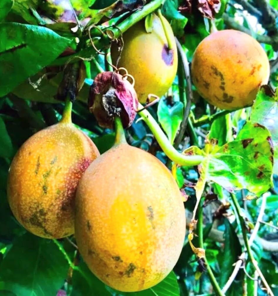 15 Sweet Passionfruit Yellow Granadilla Seeds Rare Passiflora Fruit Species, Freshly Picked