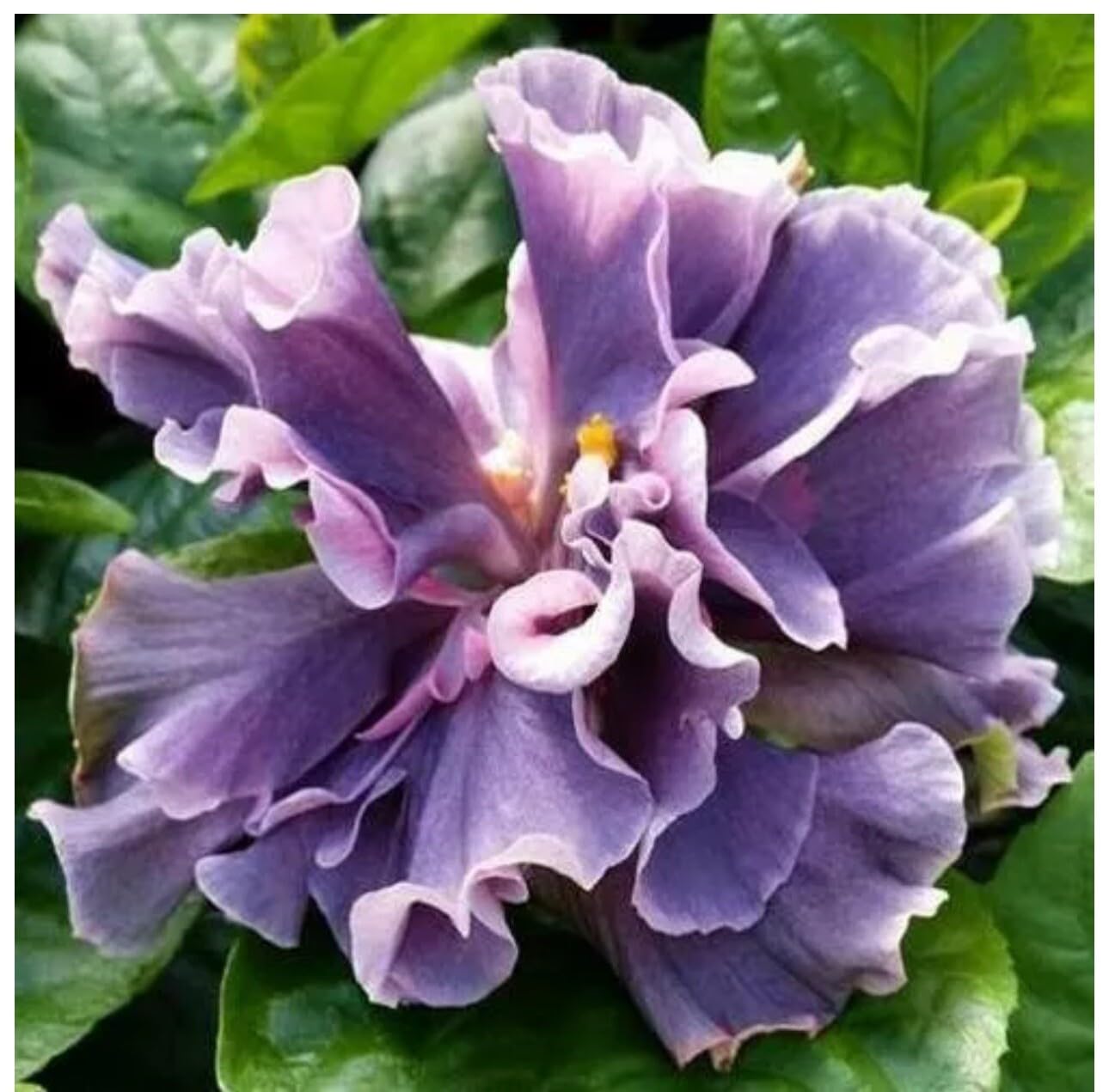 Live Plant - Marianne CHARLETON Small Rooted Exotic Tropical Hibiscus Starter Plant