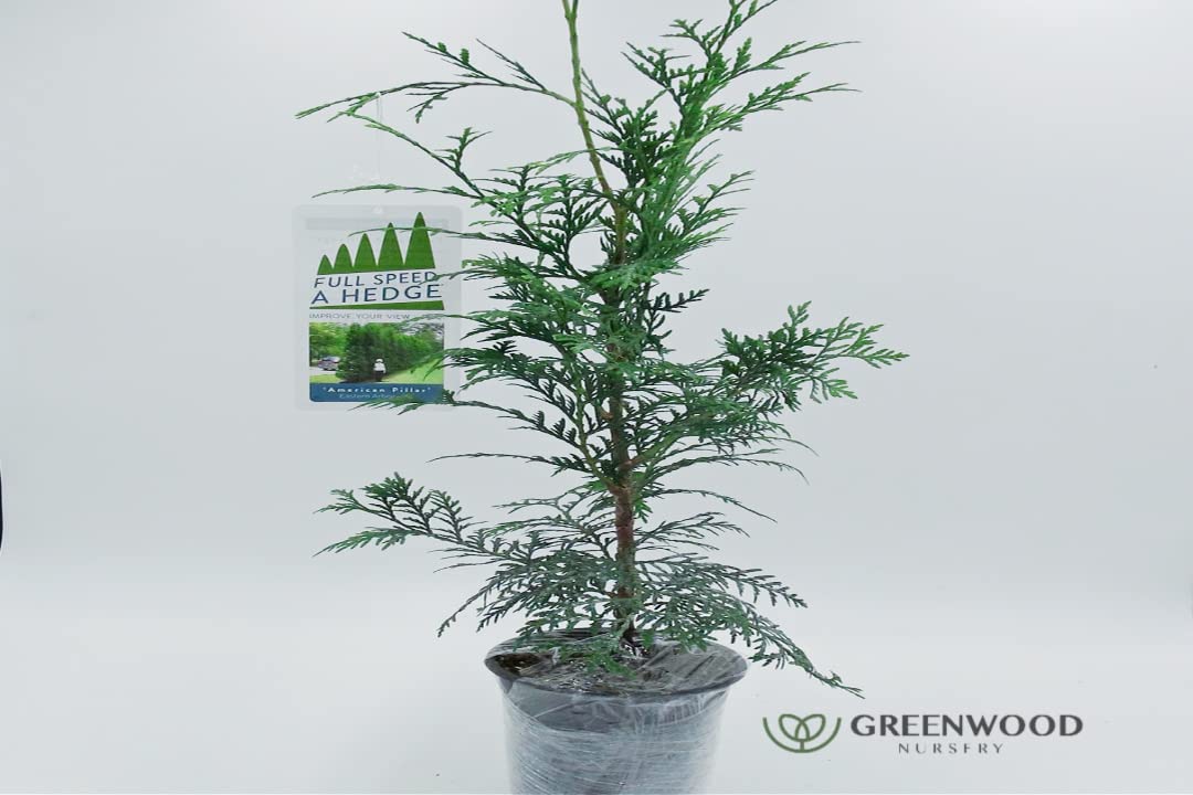 Greenwood Nursery: Live Trees - American Pillar Arborvitae Tree + Thuja Occidentalis - [Qty: 5X Quart Pots] - (Click for Other Available Plants/Quantities)