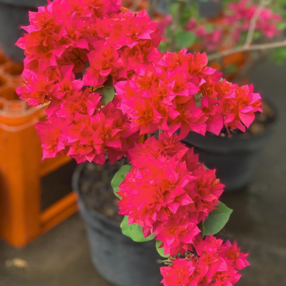 2 Bougainvillea Plants Live, Bougainvillea Flowering Vine Plant, Colorful Climbing Plants for Indoor Outdoor Garden 4-7 Inches (Double Red)