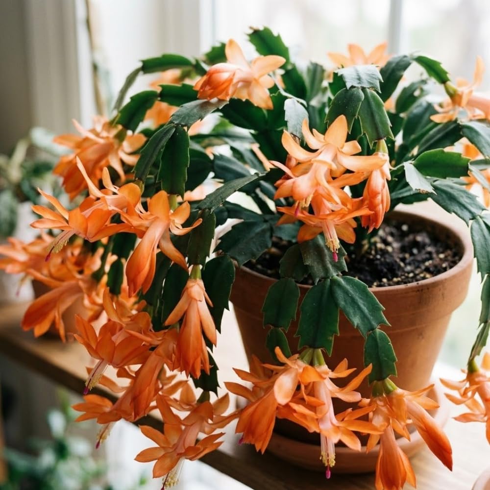 2 Orange Christmas Cactus Live Plant, 5-6 Inch Tall, Easy to Care Indoor Winter Houseplant for Office Desk and Patio Decor, Vigorous Live Holiday Plant