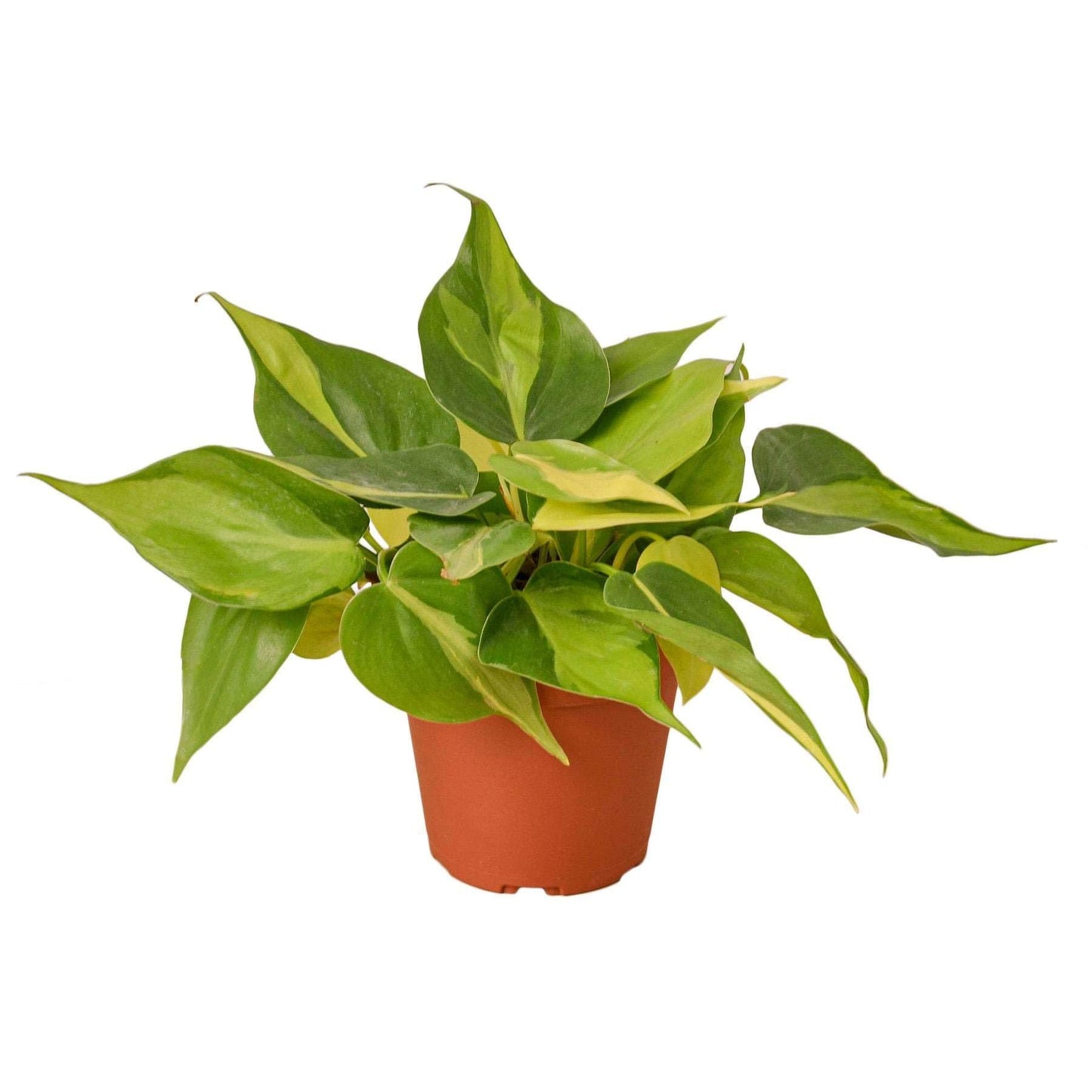 Philodendron Hederaceum Brasil Live Plant for Indoor | Different Houseplants in 3'' Pot | Real House Plant for Living Room, Office, Desk & Bathroom | Cordatum Brasil Cordatum