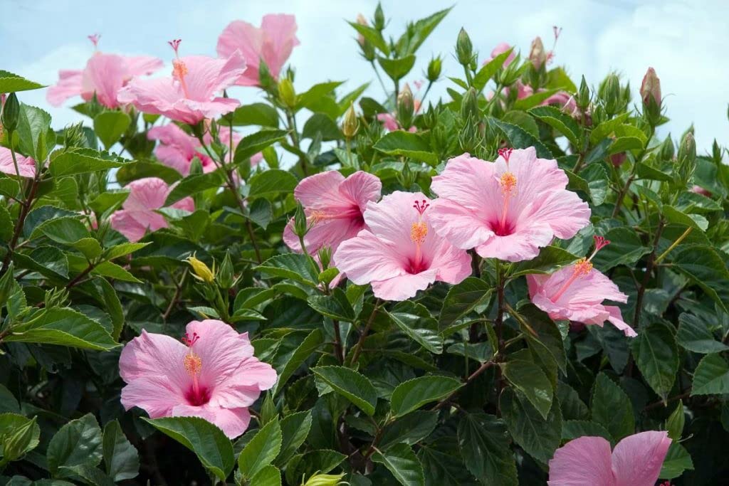 Hawaiian Pink Hibiscus Plant Cutting Live - Tropical Flowering Shrub 1-3 Inch, Easy Care Hardy Perennial 8-12 Feet, Big Island Grown Extended Bloom