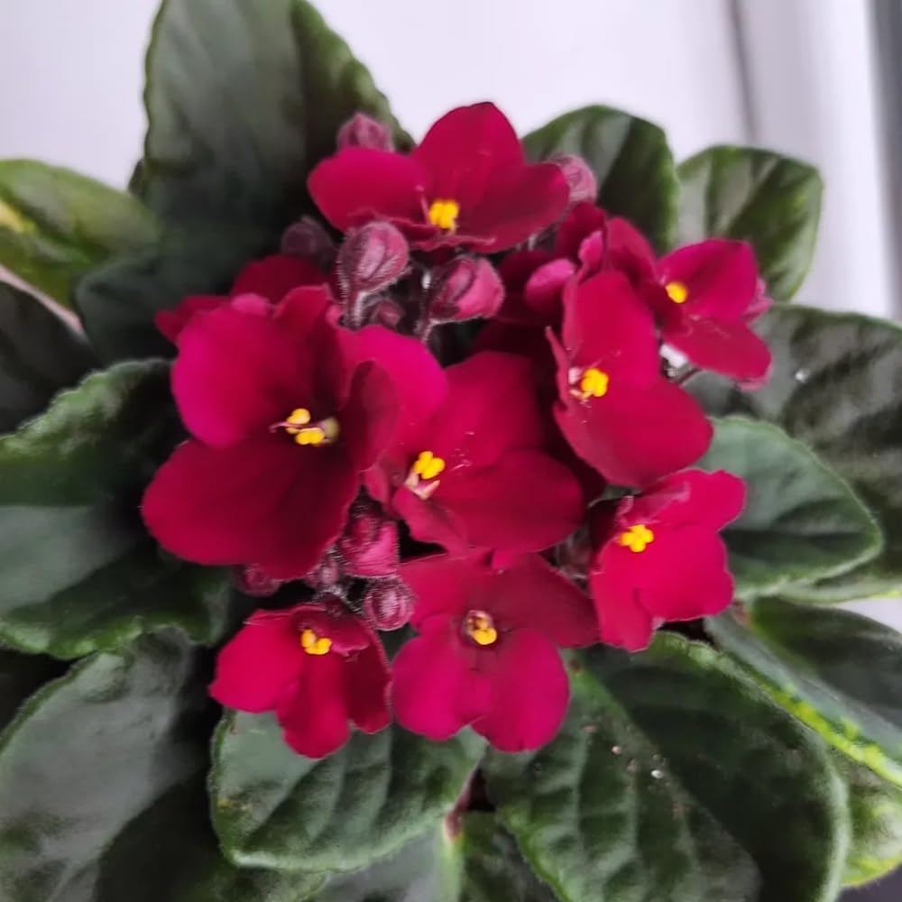Red African Violets Live Plants House Plants in 4" Pot, Vibrant Blooms for Indoor Décor, Home or Office, Easy to Grow