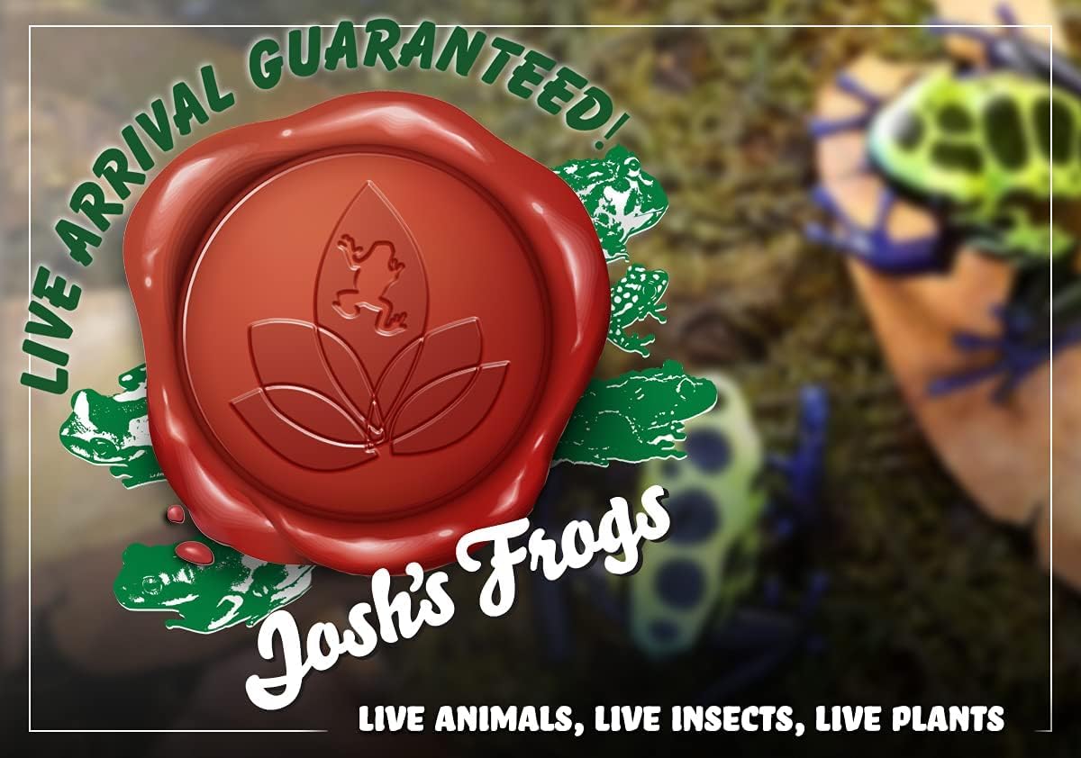 Josh's Frogs Senecio rowleyanus - String of Pearls (Green)
