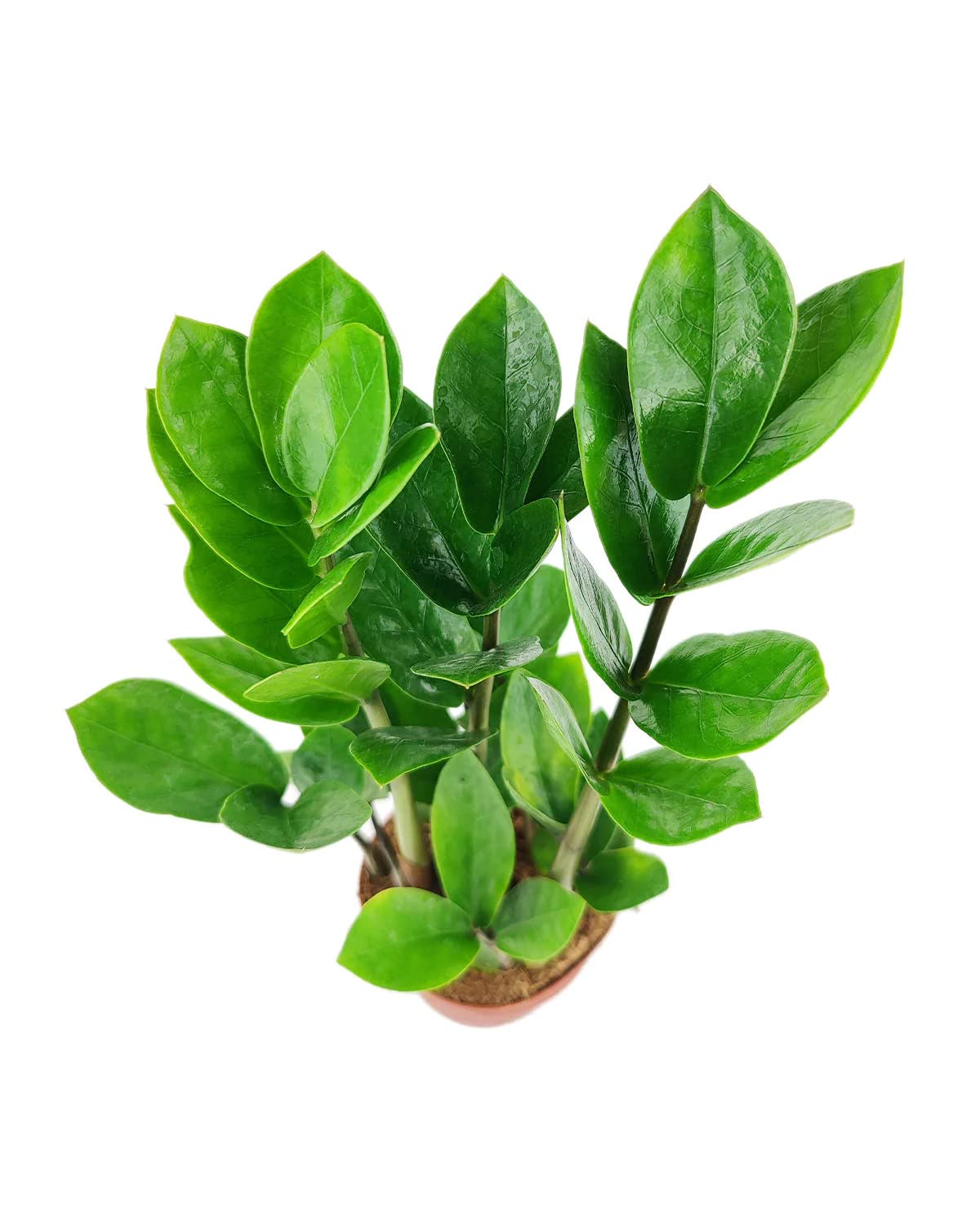 ZZ Plant (4" Grower Pot) - Low Light and Healthy Houseplant - Easy to Care, Easy to Grow Plants for Beginners - Live Healthy Houseplant for Home Office Decoration - Air-Purifying Indoor Plant