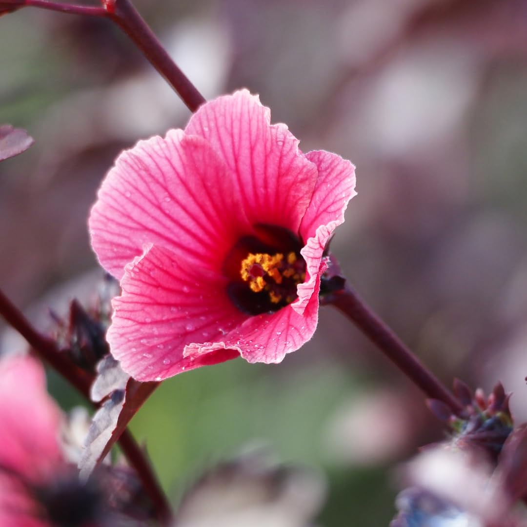 2 Live Cranberry Hibiscus Plants, Ornamental Hibiscus, 4-8 Inches Tall, Ready for Planting