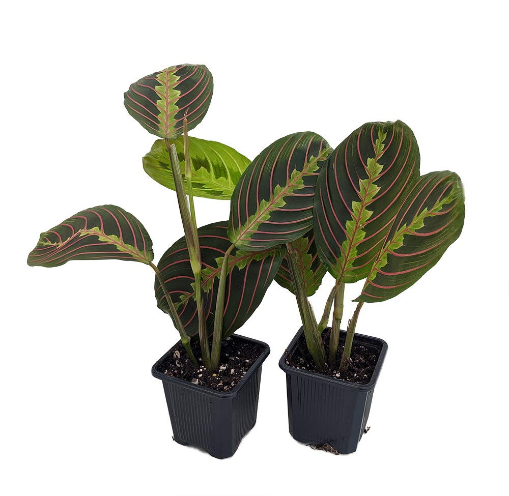 Hirt's Red Prayer Plant - 2 Pack - Maranta - House Plant - 3" Pots