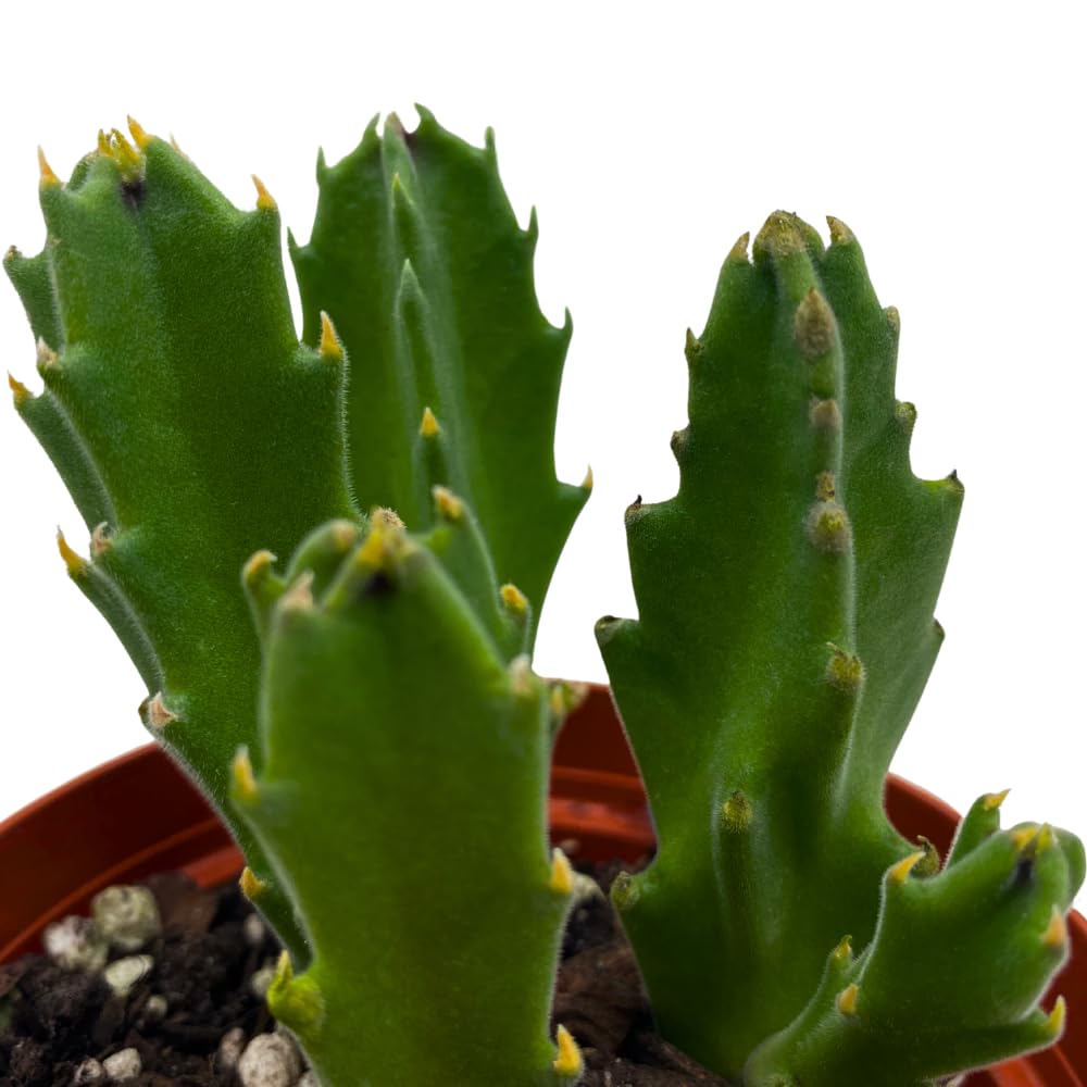 BubbleBlooms Stapelia gigantea, Giant Starfish Flower, Rare Huernia, Zulu Carrion Giant Plant, 4 inch Pot
