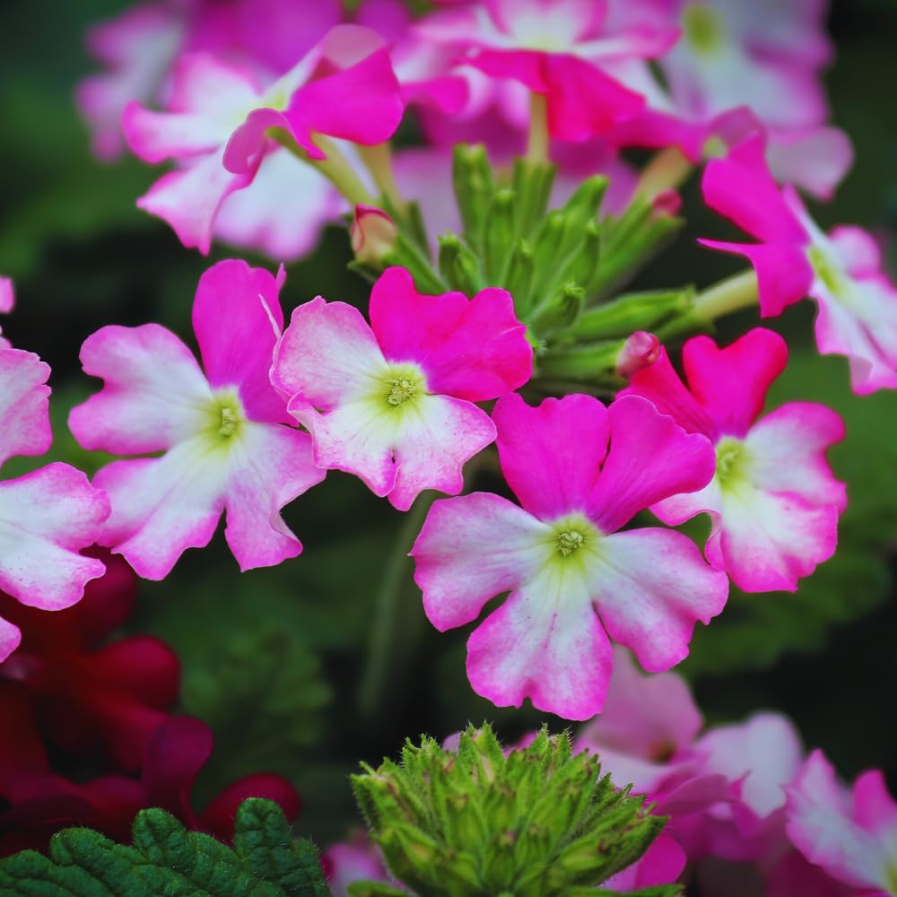 2 Pink Verbena Plants Live for Planting, Colorful Blooming Flower Plant, Verbena Live Plants, 5 to 7 Inc Tall