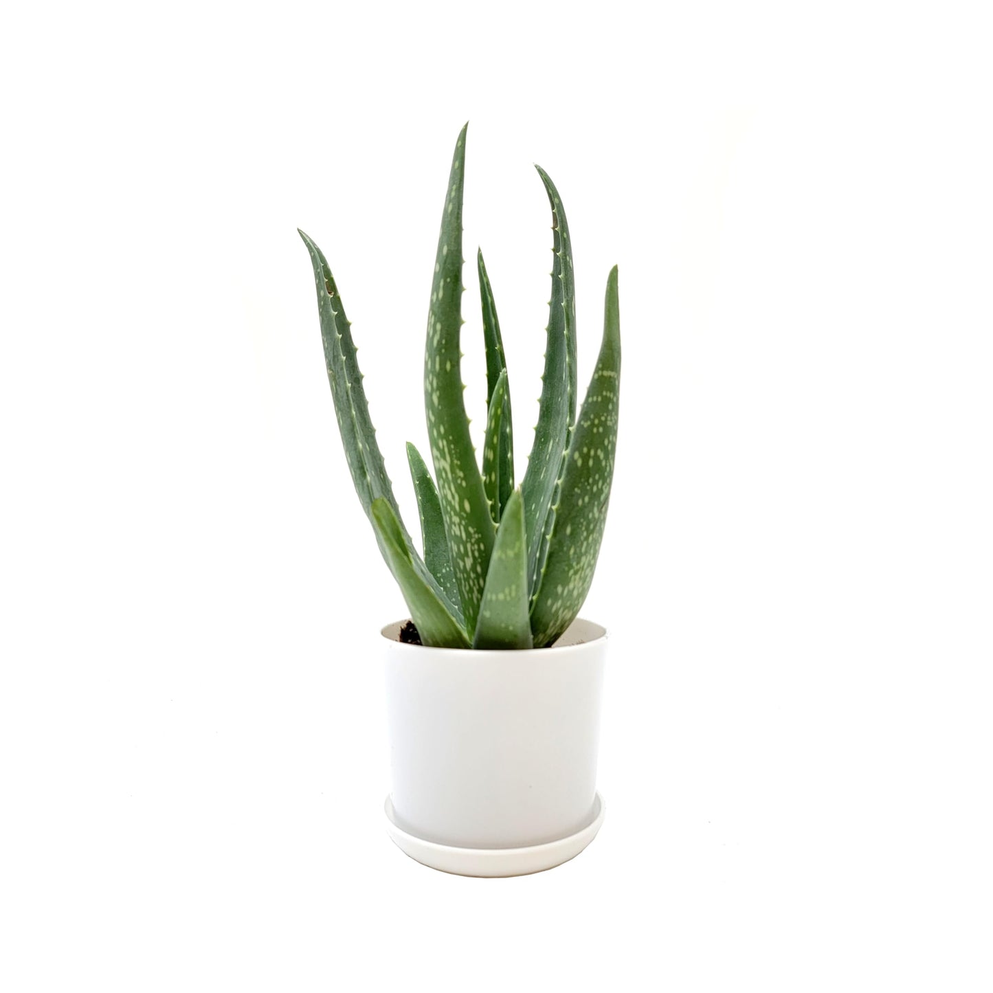 Aloe Vera, Aloe barbadensis, Succulent, 4” Pot