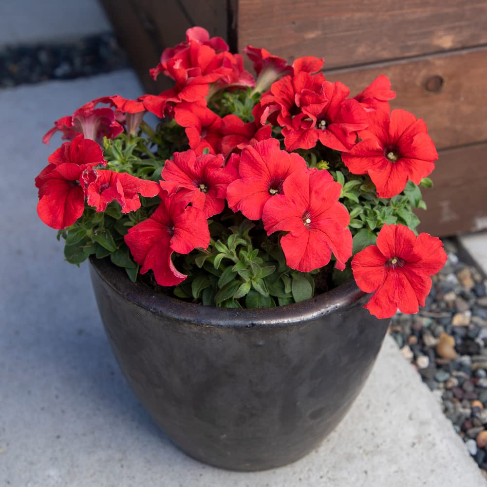Live Petunia Flowers (4 Pack), Red Flowering Plants for Spring Gardening, Easy Plant Care, Garden Annuals, Red Petunias Multipack, Sun Loving Outdoor Annual