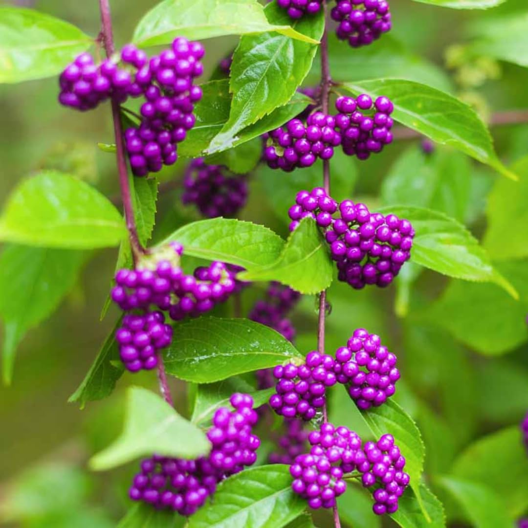 American Beautyberry Tree Live Plant, 2–3 Years Old, 12-16 Inches Tall, Outdoor Berry Shrub for Garden Spring Planting, Bare Root, Well-Rooted