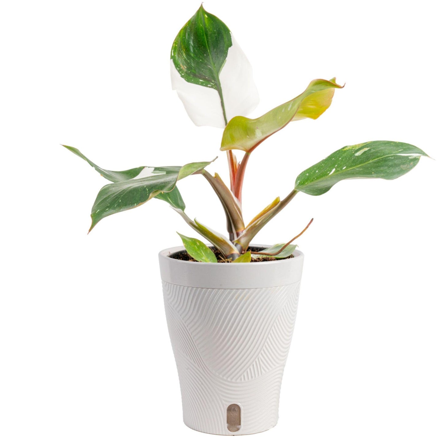 Costa Farms Philodendron White Knight Live Plant in Self Watering Pot, Indoor Houseplant, Perfect for Home, Room, or Office Decor, Great House Warming or Birthday Gift, 12-18 Inches Tall