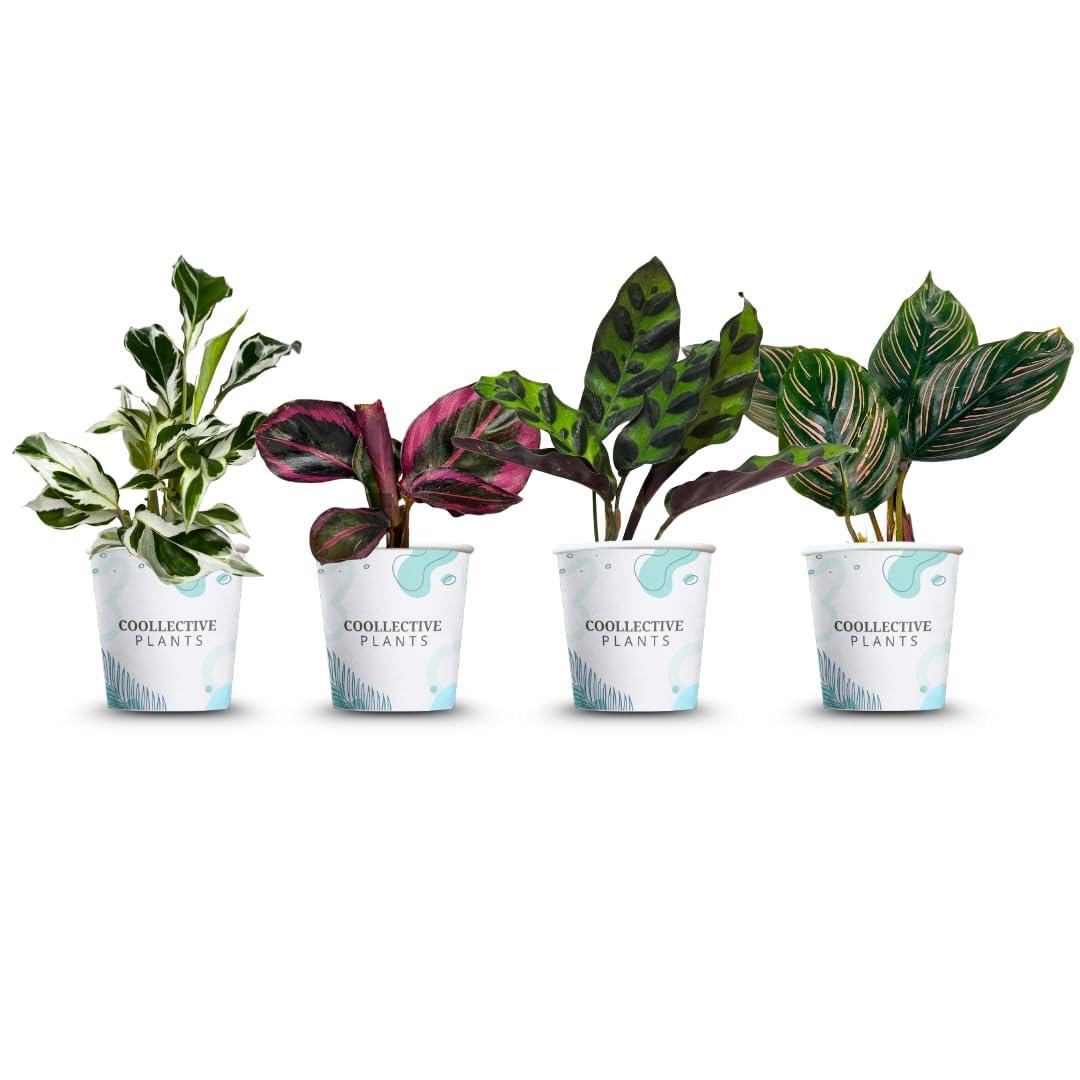 CoollectivePlants 2" Calathea Live Plant Collection (4-Pack) – Assorted Indoor House Plants in Grower Pots, Easy Care Tropical Houseplants, Pet Friendly Indoor Plants for Home or Office